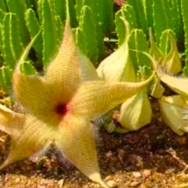 Stapelia Estrela Flor Amarela