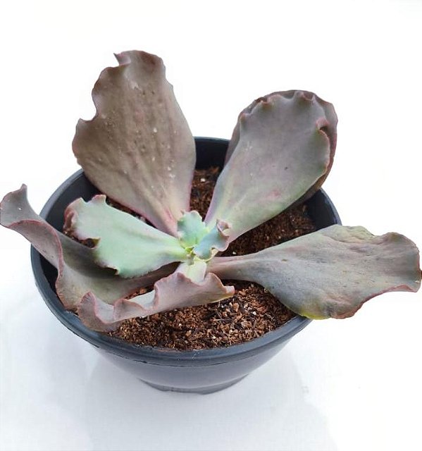 VILAIN - Planta Suculenta Gibbiflora para Jardim