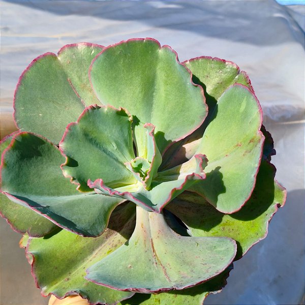 GIGANTEA - Planta Suculenta Gibbiflora para Jardim