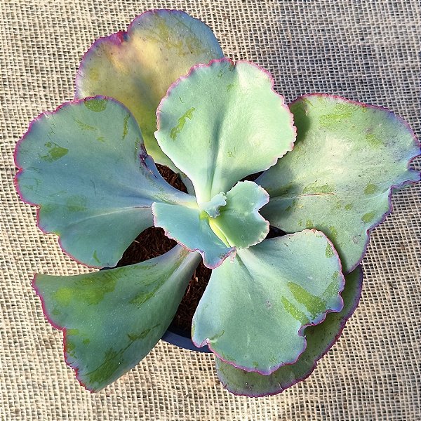 GIGANTEA - Planta Suculenta Gibbiflora para Jardim