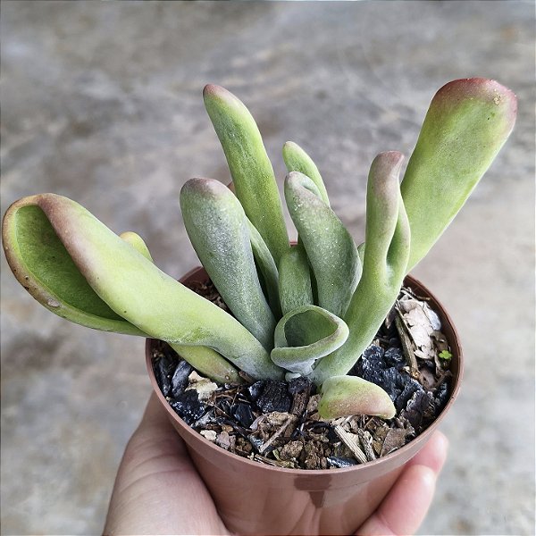 Kalanchoe Oricula Suculenta Natural