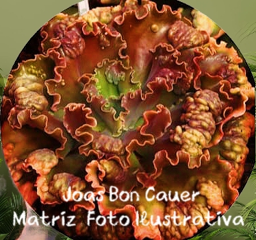 JOAS BON COEUR Planta para Jardim