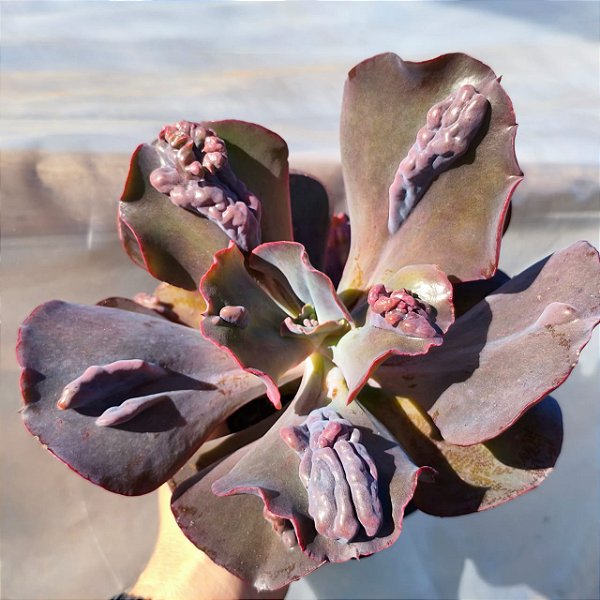 T 28 - Suculenta Gibbiflora para Jardim