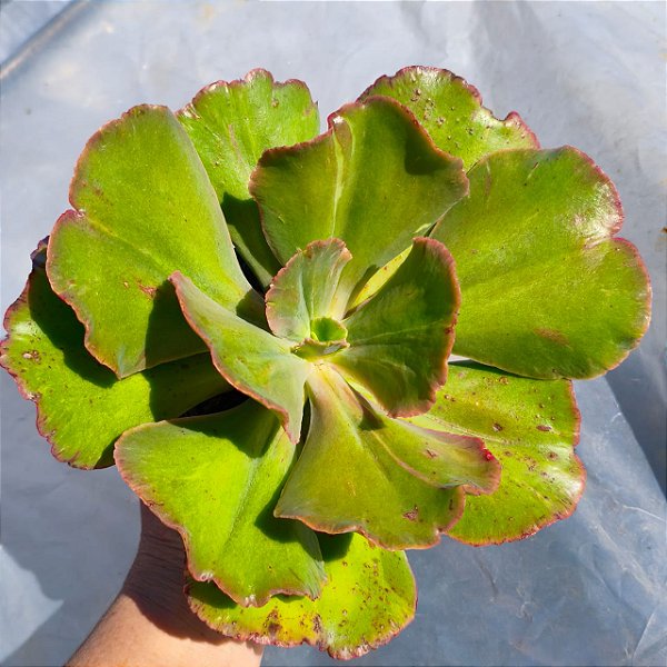 Suculenta Gigantea Monstruosa Gibbiflora