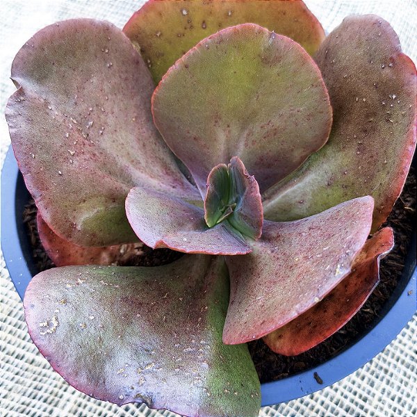 NOBLES - Suculenta Gibbiflora Vermelha