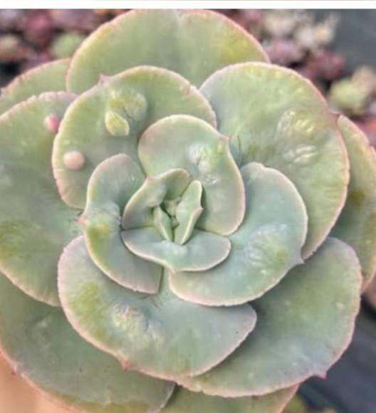 ROSA DE JADE - Suculenta Gibbiflora com duas cabeças, sem raízes.