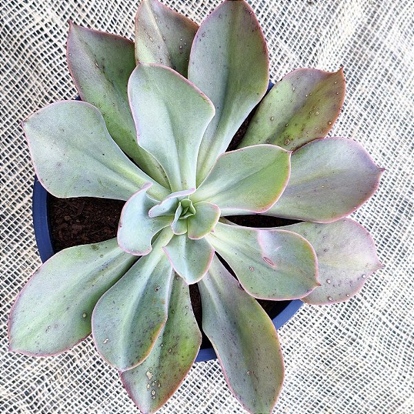 Beart - Suculenta Gibbiflora.