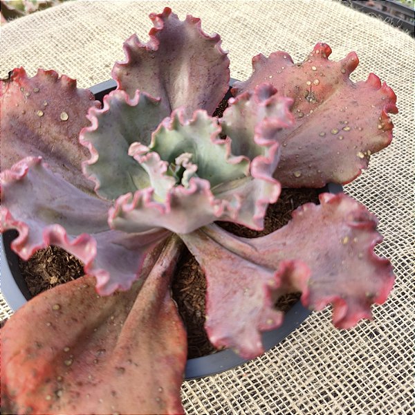 NUBILUN - Suculenta Gibbiflora Vermelha