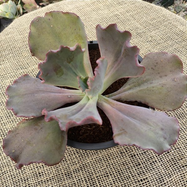 FIRE AND ICE - Suculenta Gibbiflora