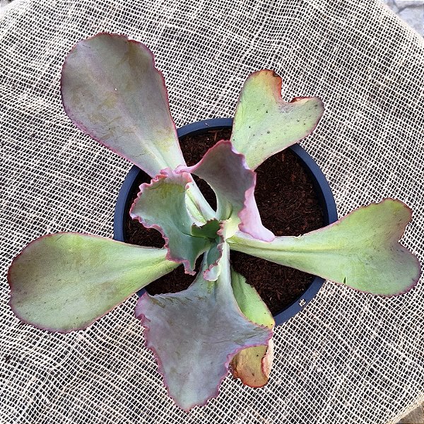 S/ID N°2 - Suculenta Gibbiflora para Jardim