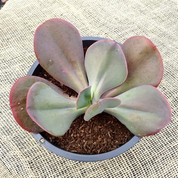 HB VERMELHO - Suculenta Gibbiflora para Decoração e Jardim