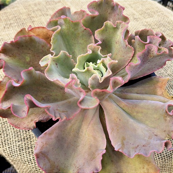 Suculenta Gibbiflora para Aquários Decorativos