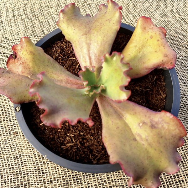 PERDI ID N°2 - Suculenta Gibbiflora para Jardim e Decoração