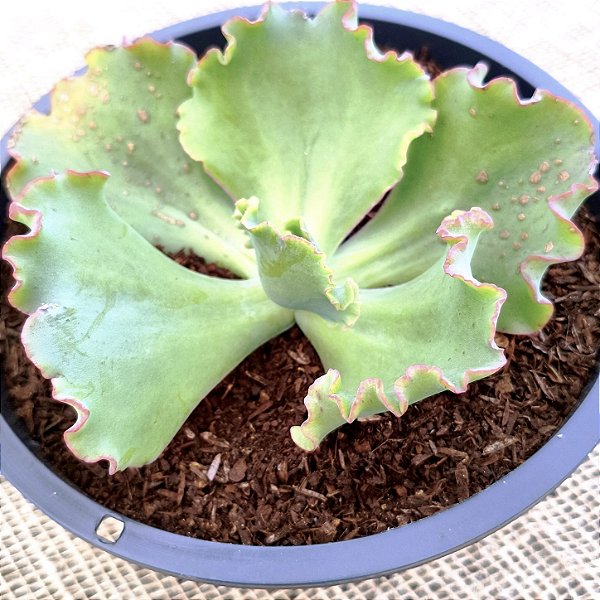 JORNASOL - Suculenta Gibbiflora