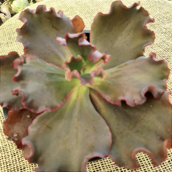 BUXTHEIDE - Suculenta Gibbiflora