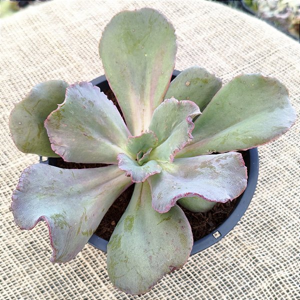 BOWL- Suculenta Gibbiflora Natural Para Jardim