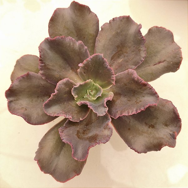 BOWL- Suculenta Gibbiflora Natural Para Jardim