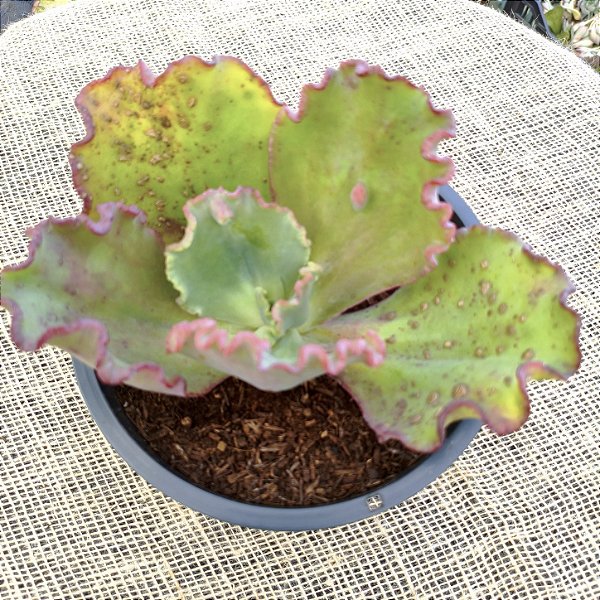 PERDI ID N° 3 - Suculenta Gibbiflora para Jardim e Decoração
