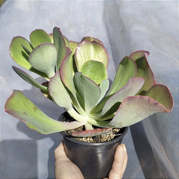 MAUNA PORTUGUÊSA - Suculenta Gibbiflora Para Jardim