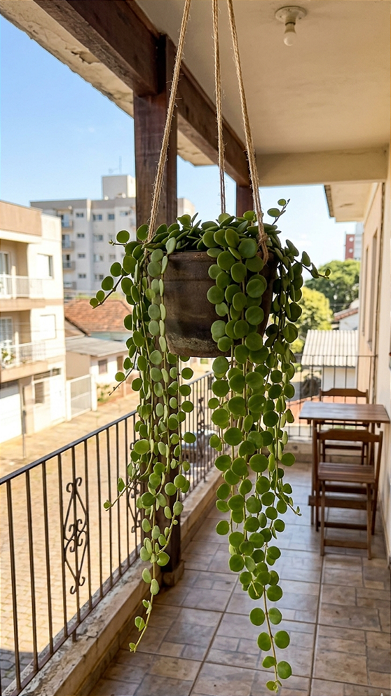 Colar de Moedas - Muda de Suculenta no tamanho de vaso 09.