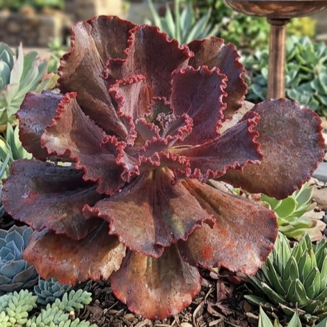 MÉXICO - Suculenta Gibbiflora para Jardim Externo