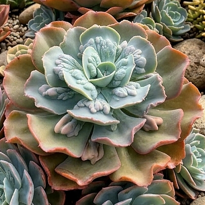 OCEAN BLUE - Suculenta gibbiflora para jardim