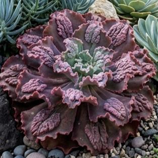 NIKITA - Suculenta Importada para Jardim