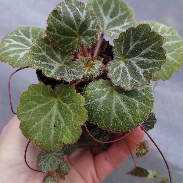 BEGONIA - Muda de Suculenta pendente no tamanho de vaso 09.