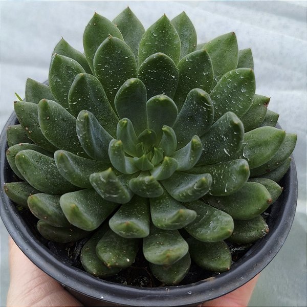 SMERALD - Muda de Suculenta COMPACTA no tamanho de vaso 11.