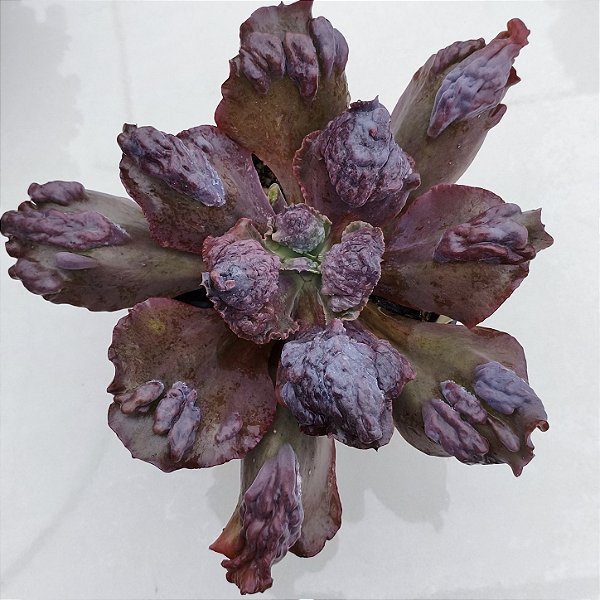 HEXOK - Planta Suculenta para Jardim Externo
