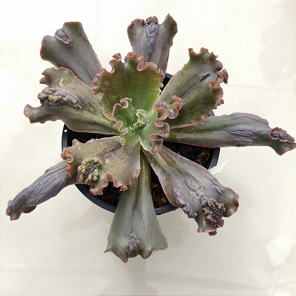 KAURANG - Suculenta Gibbiflora para Jardim