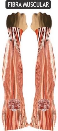 Fibra Muscular