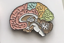 Broche cérebro colorido