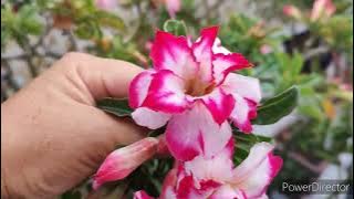 ROSA DO DESERTO AFRODITE