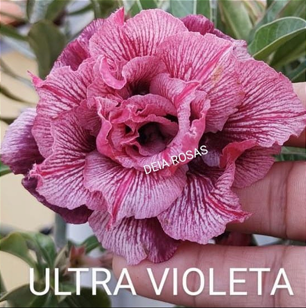 ROSA DO DESERTO ULTRA VIOLETA