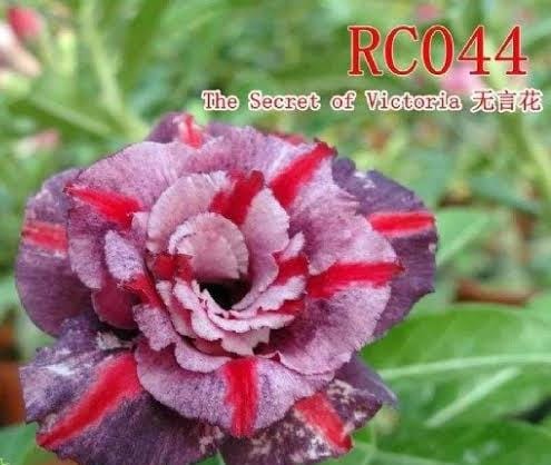 ROSA DO DESERTO SECRET OF VITORIA