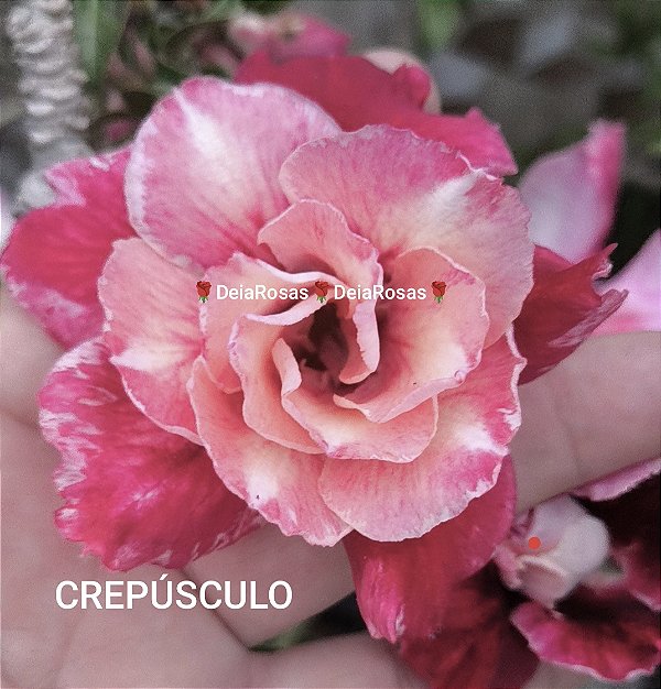 ROSA DO DESERTO CREPÚSCULO