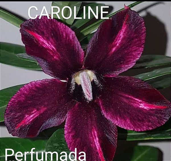 ROSA DO DESERTO CAROLINE PERFUMADA