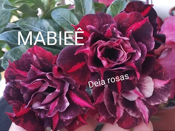 ROSA DO DESERTO MABIEÊ