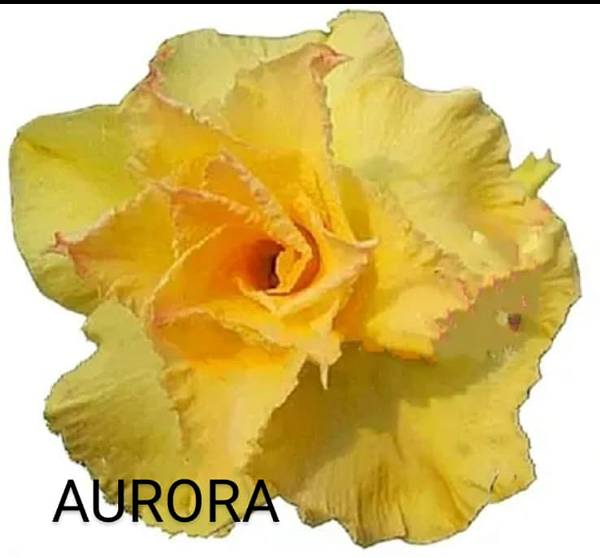 ROSA DO DESERTO AURORA