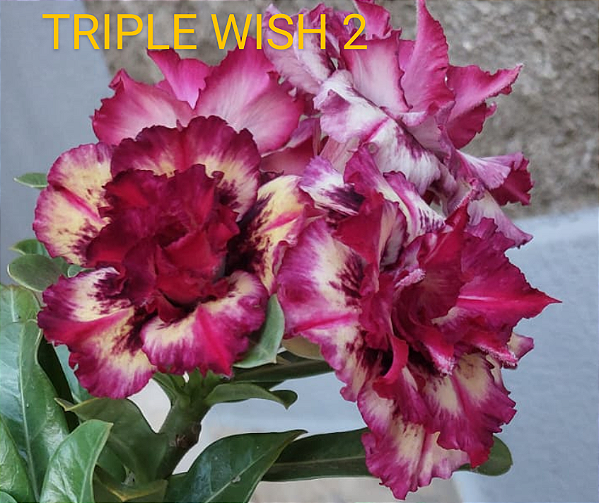 ROSA DO DESERTO TRIPLE WISH 2