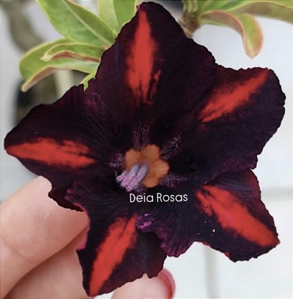 ROSA DO DESERTO VIÚVA NEGRA