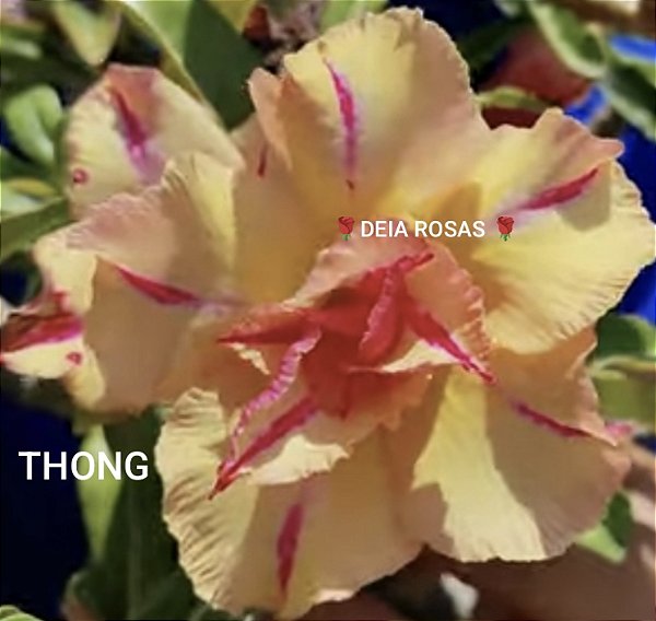 ROSA DO DESERTO THONG Matriz