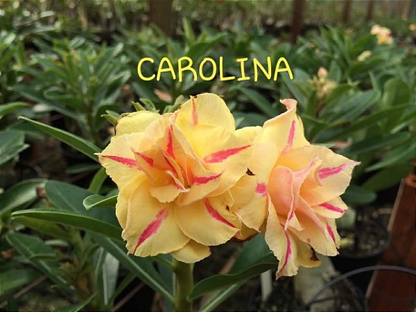 ROSA DO DESERTO CAROLINA