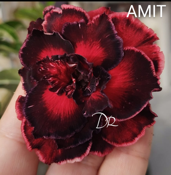 ROSA DO DESERTO AMIT