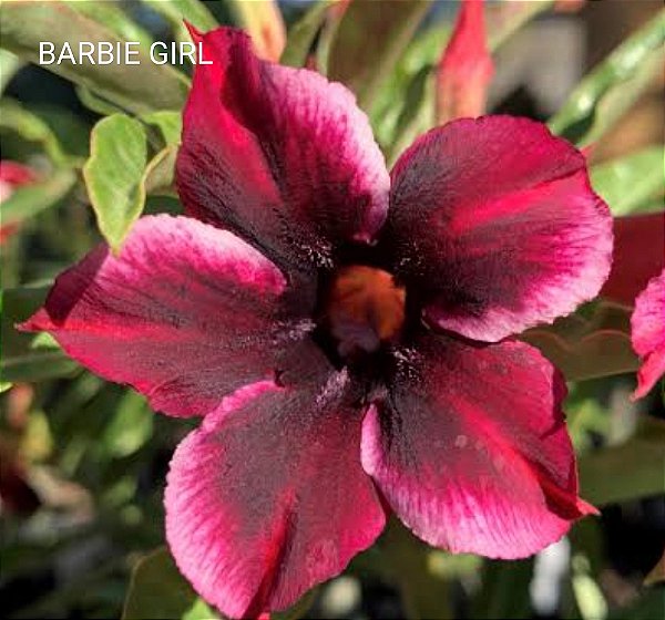 ROSA DO DESERTO BARBIE GIRL MATRIZ