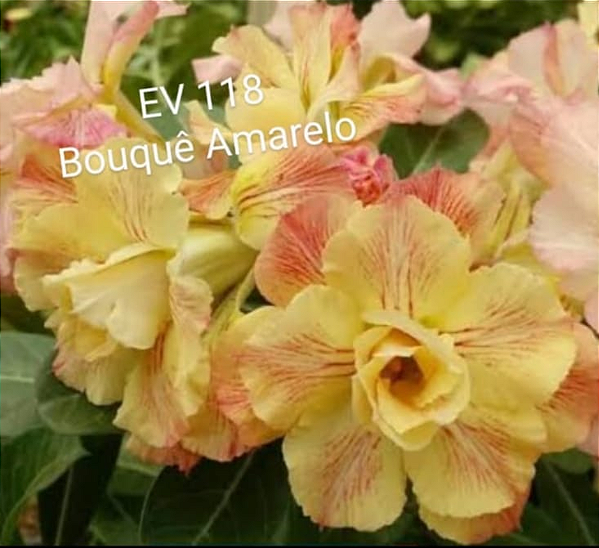 ROSA DO DESERTO EV118