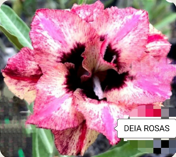 ROSA DO DESERTO ARACHI