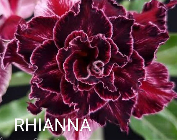 ROSA DO DESERTO RHIANNA