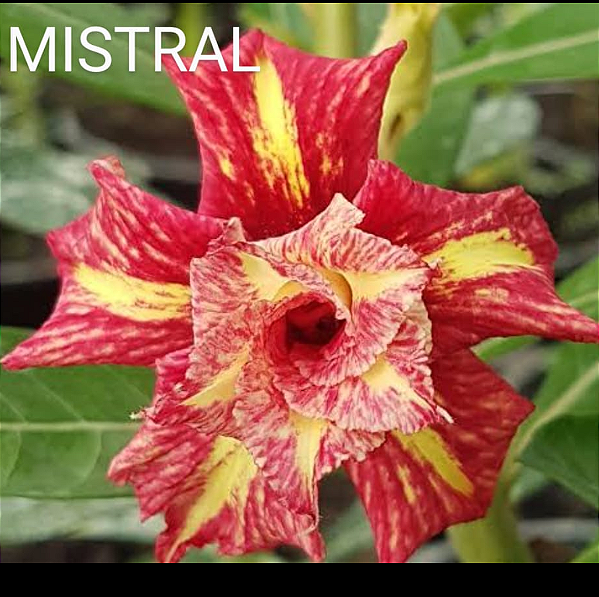 ROSA DO DESERTO MISTRAL